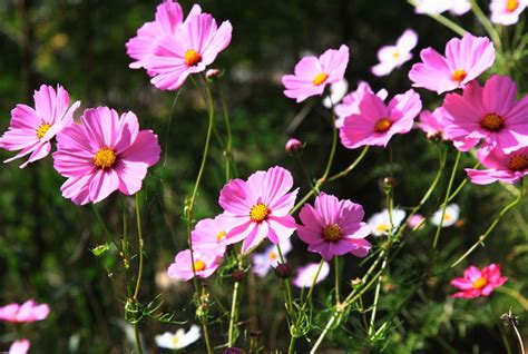 格桑花花語|格桑花的花语和寓意，一起了解一下！